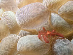 Orangutan crab on bubble coral in Raja Ampat by Allison Finch 